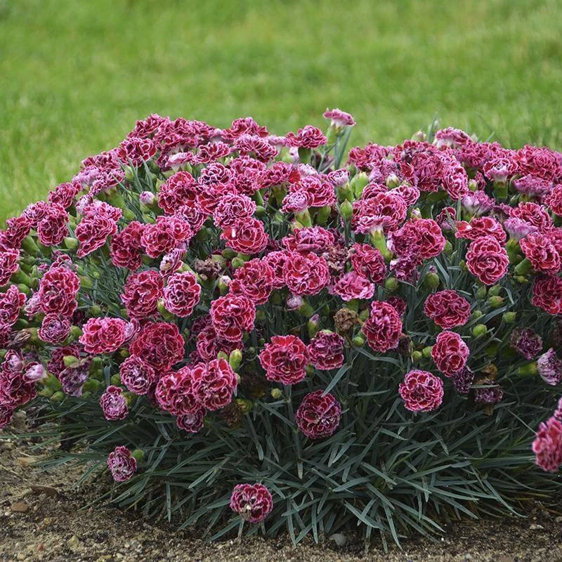 Fruit Punch® 'Cherry Vanilla' Dianthus 4 Fruit Punch® 'Cherry Vanilla' Dianthus - Image 4