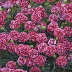 Fruit Punch® 'Cherry Vanilla' Dianthus 8 Fruit Punch® 'Cherry Vanilla' Dianthus -Flower Shop Dianthus Cherry Vanilla 3 P sw