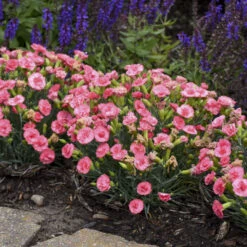 Fruit Punch® 'Classic Coral' Dianthus -Flower Shop Dianthus ClassicCoral PP30048CPBRAF0000lowres