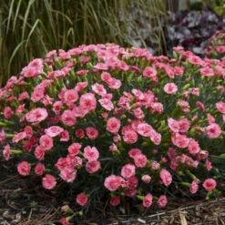 Fruit Punch® 'Classic Coral' Dianthus