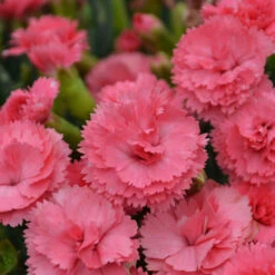 Fruit Punch® 'Classic Coral' Dianthus -Flower Shop Dianthus ClassicCoral PP30048CPBRAF0003lowres