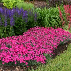'Paint The Town Magenta' Dianthus -Flower Shop Dianthus Paint the Town Magenta 2 P