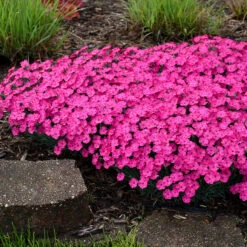 'Paint The Town Magenta' Dianthus -Flower Shop Dianthus Paint the Town Magenta 3 P