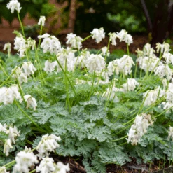 'White Diamonds' Fern-Leaved Bleeding Heart (Dicentra)