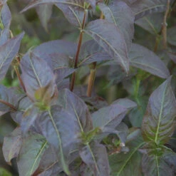 Kodiak® Black Diervilla -Flower Shop Diervilla Kodiak Black 3