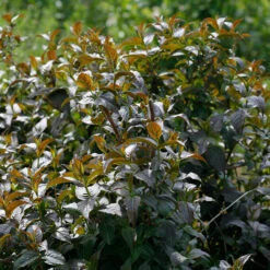 Kodiak® Black Diervilla -Flower Shop Diervilla Kodiak Black 4