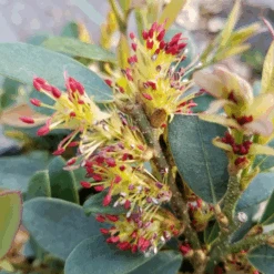 Buckhead™ Bold Distylium -Flower Shop DistyliumBuckheadBold20210330 093657 800x800 1691910