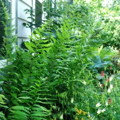 Dixie Wood Fern (Dryopteris)