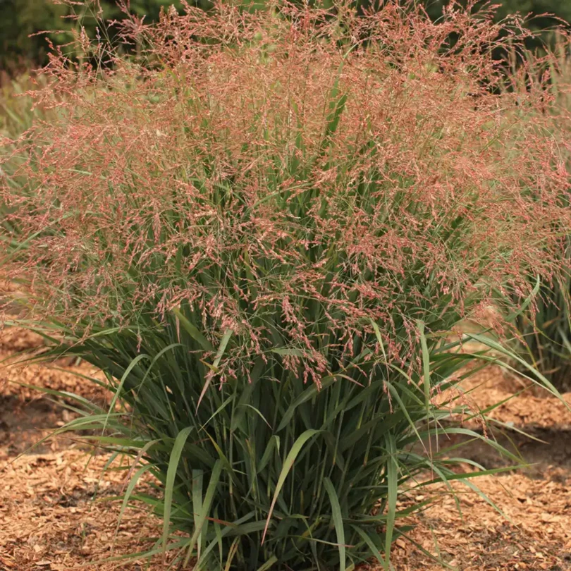 Dream Catcher® Smoky Rose® Switchgrass (Panicum) 1 Dream Catcher® Smoky Rose® Switchgrass (Panicum)