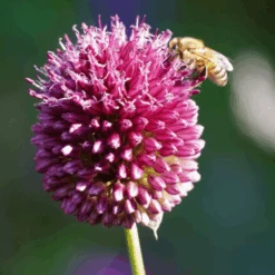 Drumstick Allium -Flower Shop DrumsticksAllium 3