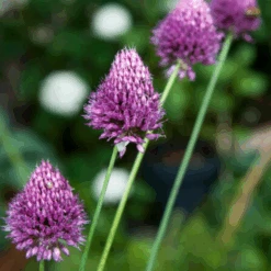 Drumstick Allium -Flower Shop DrumsticksAllium 4