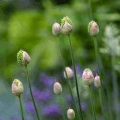 Drumstick Allium -Flower Shop DrumsticksAllium 6