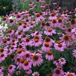 'Magnus Superior' Coneflower