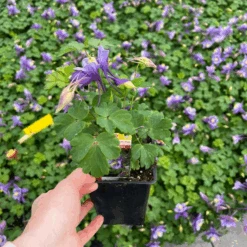 Earlybird™ Purple Blue Columbine (Aquilegia) -Flower Shop Earlybird Purple Blue Columbine Aquilegia 1
