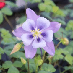 Earlybird™ Purple Blue Columbine (Aquilegia) -Flower Shop Earlybird Purple Blue Columbine Aquilegia 3705ba71 2c05 4e51 a60e d1e9307bb423