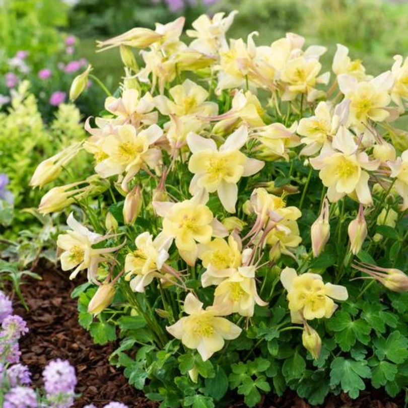 Earlybird™ Yellow Columbine (Aquilegia) 1 Earlybird™ Yellow Columbine (Aquilegia)