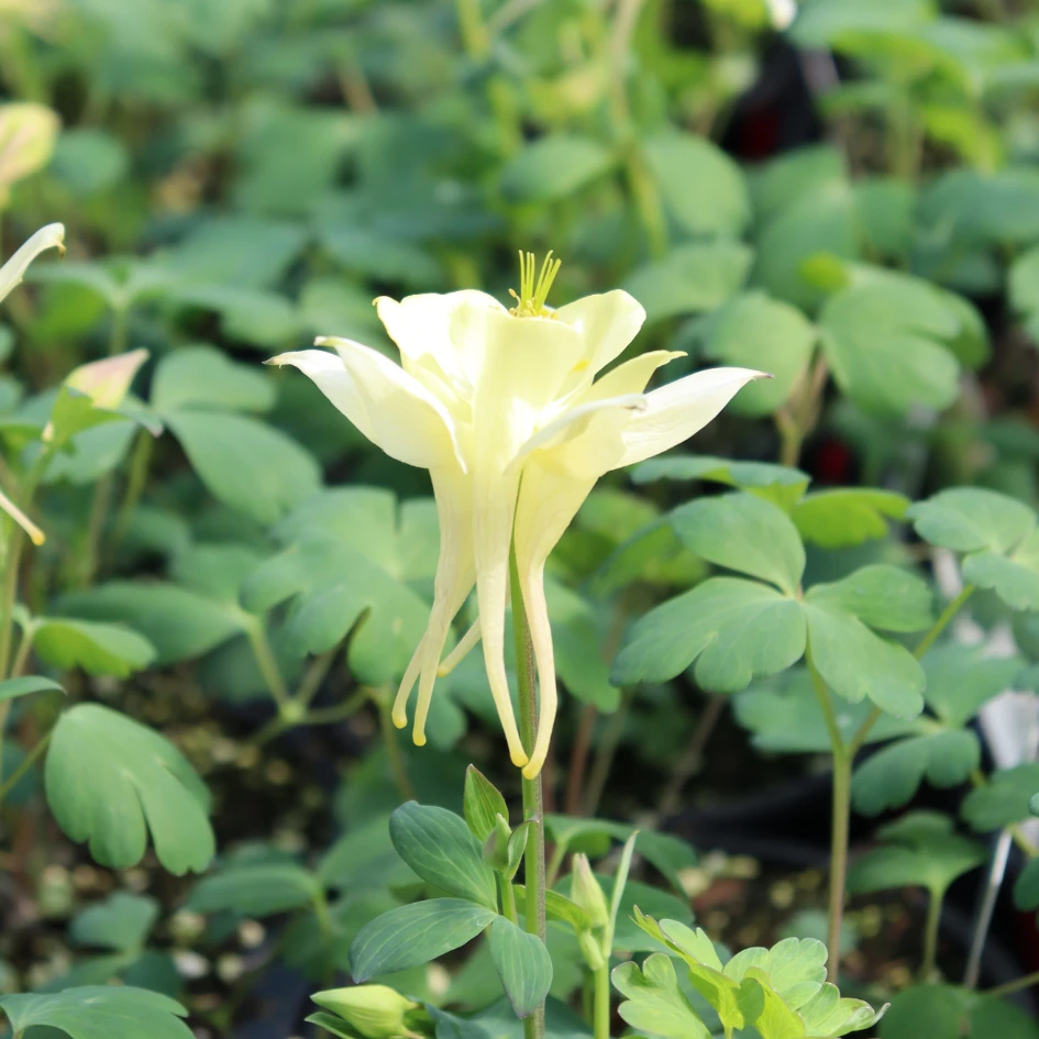 Earlybird™ Yellow Columbine (Aquilegia) 2 Earlybird™ Yellow Columbine (Aquilegia) - Image 2