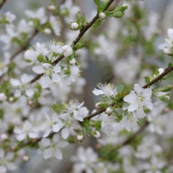Easy As Pie™ Bush Cherry (Prunus) -Flower Shop EasyAsPie BushCherry Prunus 1