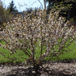 Easy As Pie™ Bush Cherry (Prunus) -Flower Shop EasyAsPie BushCherry Prunus 3