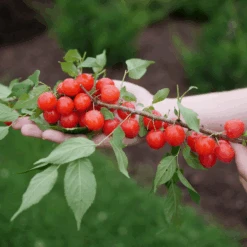 Easy As Pie™ Bush Cherry (Prunus) -Flower Shop EasyAsPie BushCherry Prunus 5