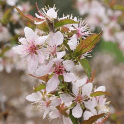 Easy As Pie™ Bush Cherry (Prunus) -Flower Shop EasyAsPie BushCherry Prunus 6