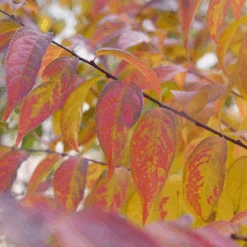 Easy As Pie™ Bush Cherry (Prunus) -Flower Shop EasyAsPie BushCherry Prunus 7