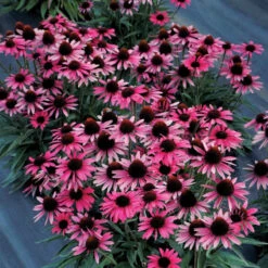Dark Shadows™ 'Wicked' Coneflower -Flower Shop Echinacea Dark Shadows Wicked 4