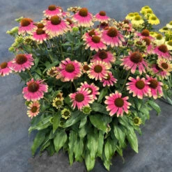 Kismet® 'Pink Lemonade' Coneflower -Flower Shop Echinacea Kismet Pink Lemonade 4