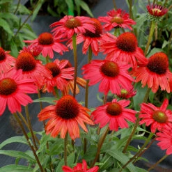 Kismet® Red Coneflower 5 Kismet® Red Coneflower -Flower Shop Echinacea Kismet Red 1 P