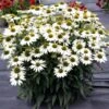Kismet® White Coneflower