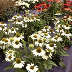 Kismet® White Coneflower -Flower Shop Echinacea Kismet White 2
