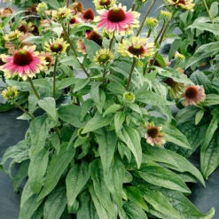 'Sweet Sandia' Coneflower -Flower Shop Echinacea Sweet Sandia 4