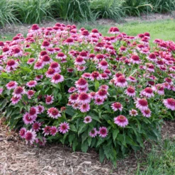 Double Coded® 'Everything's Rosy' Coneflower (Echinacea) -Flower Shop Echinacea Everything s Rosy 2