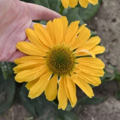 Color Coded® 'One In A Melon' Coneflower 6 Color Coded® 'One In A Melon' Coneflower -Flower Shop Echinacea OneinaMelon Coneflower 2