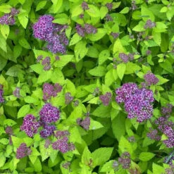Double Play® Dolly™ Spirea -Flower Shop Electriclimefoliageiscontrastedbyfluffyroyal