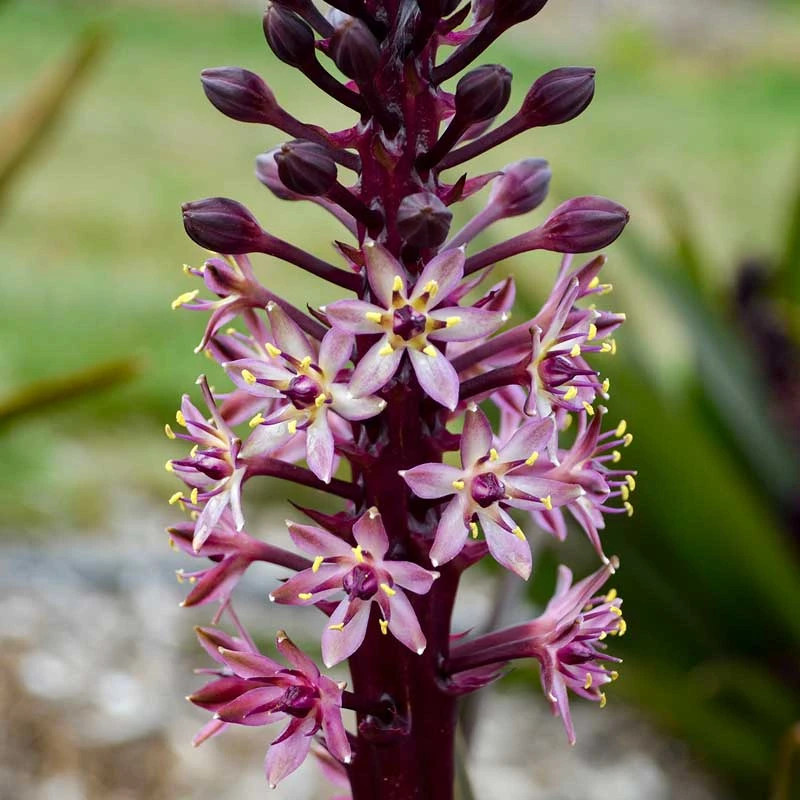 Crowning Glory™ ‘Purple Reign’ Pineapple Lily 1 Crowning Glory™ ‘Purple Reign’ Pineapple Lily