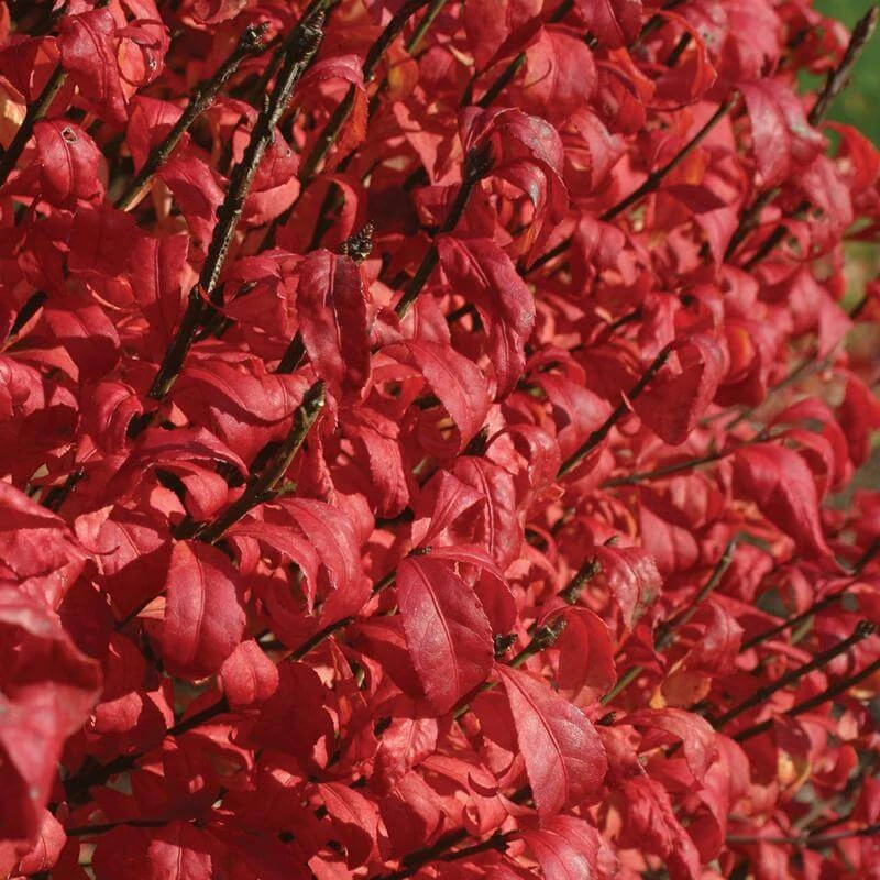 Fire Ball® Burning Bush 2 Fire Ball® Burning Bush - Image 2