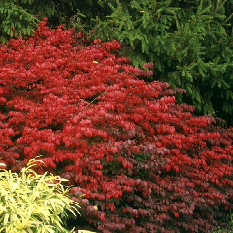 Fire Ball® Burning Bush 1 Fire Ball® Burning Bush
