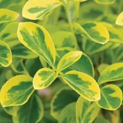 Gold Splash® Wintercreeper -Flower Shop Euonymus Gold Splash 3 sw