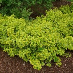 Gold Splash® Wintercreeper -Flower Shop Euonymus Gold Splash 4 sw
