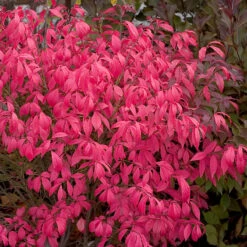 Unforgettable Fire® Burning Bush -Flower Shop Euonymus Unforgettable Fire 4 P