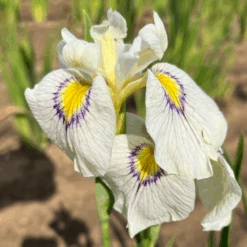 'Eye Liner' Pseudata Iris