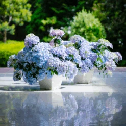 Fairytrail Fresco™ Cascade Hydrangea -Flower Shop FairytrailFresco CascadeHydrangea