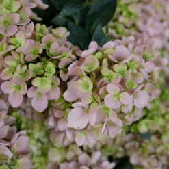 Fairytrail Fresco™ Cascade Hydrangea -Flower Shop FairytrailFresco CascadeHydrangea 2