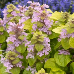 Feathered Friends™ 'Flashy Flamingo' Bugleweed