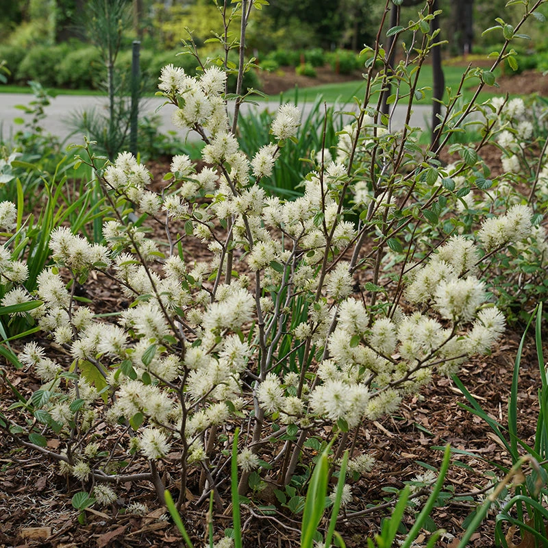 Legend Of The Fall® Bottlebrush 1 Legend Of The Fall® Bottlebrush