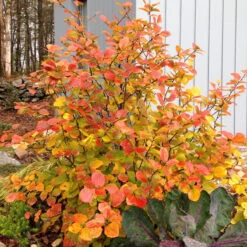 Legend Of The Fall® Bottlebrush 8 Legend Of The Fall® Bottlebrush -Flower Shop Fothergilla Legend of the Fall 3 P