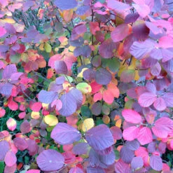 Legend Of The Fall® Bottlebrush 9 Legend Of The Fall® Bottlebrush -Flower Shop Fothergilla Legend of the Fall 4 P