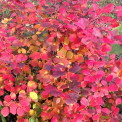 Legend Of The Fall® Bottlebrush 10 Legend Of The Fall® Bottlebrush -Flower Shop Fothergilla Legend of the Fall 5 P