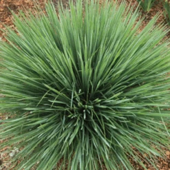 Free Spirit® Exclamation Point® Little Bluestem (Schizachyrium)